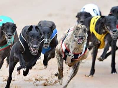 Aussie greyhound racing